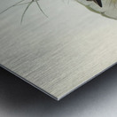 Grey-rumped Sandpaper Totanus griseopygius illustrated by Elizabeth Gould 1804–1841 for John Gould’s 1804-1881 Birds of Australia  Metal print