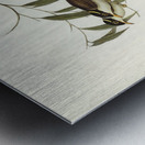 Strong-billed Honey-eater Melithreptus validirostris illustrated by Elizabeth Gould 1804–1841 for John Gould’s 1804-1881 Birds of Australia  Metal print