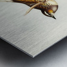 Spotted Groud Thrush Cinclosoma punctatum illustrated by Elizabeth Gould 1804–1841 for John Gould’s 1804-1881 Birds of Australia  Metal print