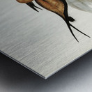 Australian Pratincole Glareola grallaria illustrated by Elizabeth Gould 1804–1841 for John Gould’s 1804-1881 Birds of Australia  Metal print