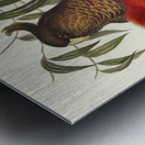 Gang-gang Cockatoo Callocephalon galeatum illustrated by Elizabeth Gould 1804–1841 for John Gould’s 1804-1881 Birds of Australia  Metal print