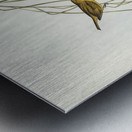 Yellow Zosterops Zosterops lutcus illustrated by Elizabeth Gould 1804–1841 for John Gould’s 1804-1881 Birds of Australia  Metal print