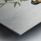 Brush Cuckoo Cuculus insperatus illustrated by Elizabeth Gould 1804–1841 for John Gould’s 1804-1881 Birds of Australia  Metal print