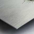 Black-breasted Hemipode Hemipodius melanogaster illustrated by Elizabeth Gould 1804–1841 for John Gould’s 1804-1881 Birds of Australia  Metal print