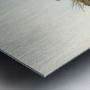 Turnstone Strepsilas Interpres illustrated by Elizabeth Gould 1804–1841 for John Gould’s 1804-1881 Birds of Australia  Metal print