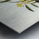 Guttural Pachycephala Pachycephala gutturalis illustrated by Elizabeth Gould 1804–1841 for John Gould’s 1804-1881 Birds of Australia  Metal print