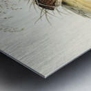 Chinese Quail Synoicus Chinensis illustrated by Elizabeth Gould 1804–1841 for John Gould’s 1804-1881 Birds of Australia  Metal print