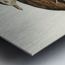 Australian Bustard Otis Australasianus illustrated by Elizabeth Gould 1804–1841 for John Gould’s 1804-1881 Birds of Australia  Metal print