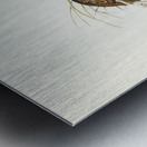 Swift-flying Hemipode Hemipodius velox illustrated by Elizabeth Gould 1804–1841 for John Gould’s 1804-1881 Birds of Australia  Metal print