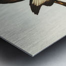 White-pinioned Honey-eater Entomyza albipennis illustrated by Elizabeth Gould 1804–1841 for John Gould’s 1804-1881 Birds of Australia  Metal print