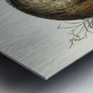 The Emu Dromaius Novae-Hollandiae illustrated by Elizabeth Gould 1804–1841 for John Gould’s 1804-1881 Birds of Australia  Metal print