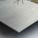 Black-backed Hemipode Hemipodius melanotus illustrated by Elizabeth Gould 1804–1841 for John Gould’s 1804-1881 Birds of Australia  Metal print