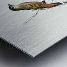 Black and White cuckooshrike Campephaga leucomela illustrated by Elizabeth Gould 1804–1841 for John Gould’s 1804-1881 Birds of Australia  Metal print