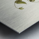 Black Honey-eater Myzomela nigra illustrated by Elizabeth Gould 1804–1841 for John Gould’s 1804-1881 Birds of Australia  Metal print