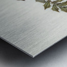 Northern cuckooshrike Campephaga Karu illustrated by Elizabeth Gould 1804–1841 for John Gould’s 1804-1881 Birds of Australia  Metal print