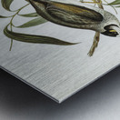 Garrulous Honey-eater Myzantha garrula illustrated by Elizabeth Gould 1804–1841 for John Gould’s 1804-1881 Birds of Australia  Impression metal
