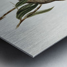 Luteous Honey-eater Myzantha lutea illustrated by Elizabeth Gould 1804–1841 for John Gould’s 1804-1881 Birds of Australia  Metal print