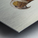 Jardine’s cuckooshrike Campephaga Jardinii illustrated by Elizabeth Gould 1804–1841 for John Gould’s 1804-1881 Birds of Australia  Metal print