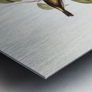 Black-headed Honey-eater Melthreptus melanocephalus illustrated by Elizabeth Gould 1804–1841 for John Gould’s 1804-1881 Birds of Australia  Metal print