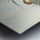 Gallinaceous Parra Parra gallinacea illustrated by Elizabeth Gould 1804–1841 for John Gould’s 1804-1881 Birds of Australia  Metal print