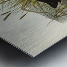 Australian Coot Fulica Australis illustrated by Elizabeth Gould 1804–1841 for John Gould’s 1804-1881 Birds of Australia  Metal print