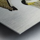 Wattle Pewit Lobivanellus lobatus illustrated by illustrated by Elizabeth Gould 1804–1841 for John Gould’s 1804-1881 Birds of Australia  Metal print