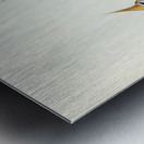 White-bellied Bronzewing Lophophaps leucogaster illustrated by Elizabeth Gould 1804–1841 for John Gould’s 1804-1881 Birds of Australia  Metal print