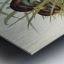 Australian Wild Duck Anus superciliosa illustrated by Elizabeth Gould 1804–1841 for John Gould’s 1804-1881 Birds of Australia  Metal print