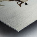 Striated Sittella Sittella striata illustrated by Elizabeth Gould 1804–1841 for John Gould’s 1804-1881 Birds of Australia  Metal print