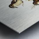 White-eyebrowed Robin Petroica superciliosa illustrated by Elizabeth Gould 1804–1841 for John Gould’s 1804-1881 Birds of Australia  Metal print