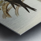 Lesser Noddy Anous melanops illustrated by Elizabeth Gould 1804–1841 for John Gould’s 1804-1881 Birds of Australia  Metal print