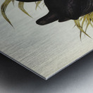 Variegated Shoveller Spatula Variegata illustrated by Elizabeth Gould 1804–1841 for John Gould’s 1804-1881 Birds of Australia  Metal print