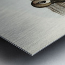 Membranaceous Duck Malacorhynchus membranaceus illustrated by Elizabeth Gould 1804–1841 for John Gould’s 1804-1881 Birds of Australia  Metal print