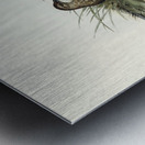 Sombre Partridge Synoicus sordidus illustrated by Elizabeth Gould 1804–1841 for John Gould’s 1804-1881 Birds of Australia  Metal print