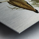 Masked Pewit Lobivanellus personatus illustrated by Elizabeth Gould 1804–1841 for John Gould’s 1804-1881 Birds of Australia  Metal print