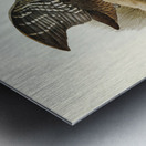 Red-necked Rail Rallina tricolor illustrated by Elizabeth Gould 1804–1841 for John Gould’s 1804-1881 Birds of Australia  Metal print