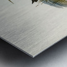 Spotted Water Crake Porzana fluminea illustrated by Elizabeth Gould 1804–1841 for John Gould’s 1804-1881 Birds of Australia  Impression metal