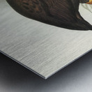 Mound-raising Megapode Megapodius Tumulus illustrated by Elizabeth Gould 1804–1841 for John Gould’s 1804-1881 Birds of Australia  Metal print