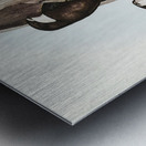 Australian Spine-tailed Swallow Acanthylis caudacuta illustrated by Elizabeth Gould 1804–1841 for John Gould’s 1804-1881 Birds of Australia  Metal print