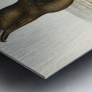 Skua Gull Lestris Catarractes illustrated by Elizabeth Gould 1804–1841 for John Gould’s 1804-1881 Birds of Australia  Metal print