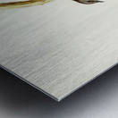 Pied Robin Petroica bicolor Swains illustrated by Elizabeth Gould 1804–1841 for John Gould’s 1804-1881 Birds of Australia  Metal print