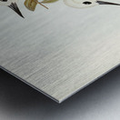 White Tern Gygis candida illustrated by Elizabeth Gould 1804–1841 for John Gould’s 1804-1881 Birds of Australia  Metal print