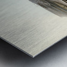 Black-naped Tern Sterna melanauchen illustrated by Elizabeth Gould 1804–1841 for John Gould’s 1804-1881 Birds of Australia  Metal print