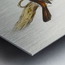 Scrub Robin Drymodes brunneopygia illustrated by Elizabeth Gould 1804–1841 for John Gould’s 1804-1881 Birds of Australia  Metal print