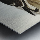 Pacific Gull Larus Pacificus illustrated by Elizabeth Gould 1804–1841 for John Gould’s 1804-1881 Birds of Australia  Metal print