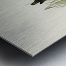 White-eyebrowed Water Crake Porzana leucophrys illustrated by Elizabeth Gould 1804–1841 for John Gould’s 1804-1881 Birds of Australia  Metal print