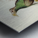 Standard-Wing Semioptera Wallacei illustrated by Elizabeth Gould 1804–1841 for John Gould’s 1804-1881 Birds of Australia  Metal print