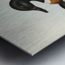 Chesnut-Coloured Shieldrake Casarca Tadornoides illustrated by Elizabeth Gould 1804–1841 for John Gould’s 1804-1881 Birds of Australia  Metal print