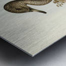 Freckled Duck Anus naevosa illustrated by Elizabeth Gould 1804–1841 for John Gould’s 1804-1881 Birds of Australia  Metal print