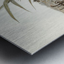 Black Swan Cygnus atratus illustrated by Elizabeth Gould 1804–1841 for John Gould’s 1804-1881 Birds of Australia  Metal print